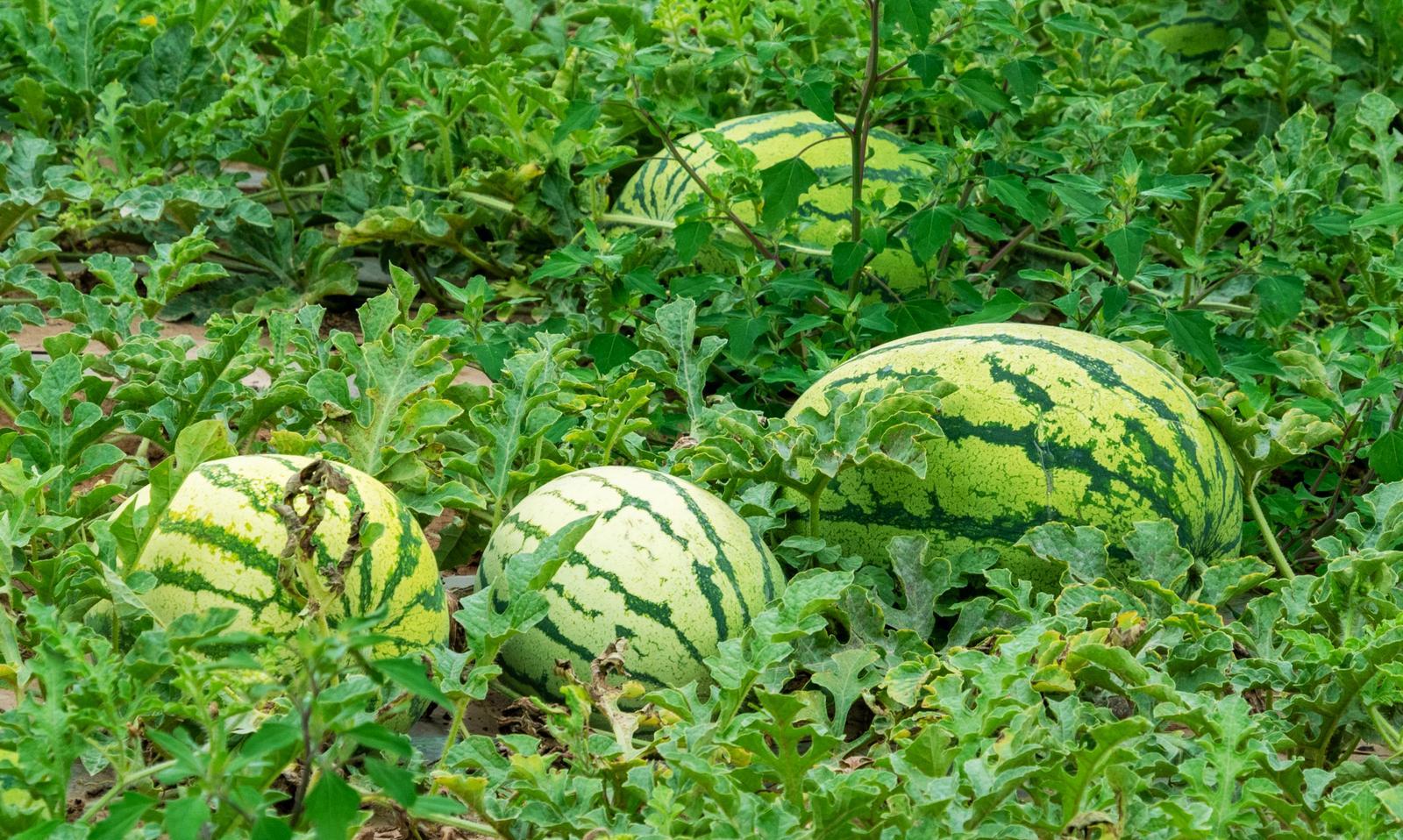 富硒西瓜图片(西瓜图片大全图片真实)-硒宝网