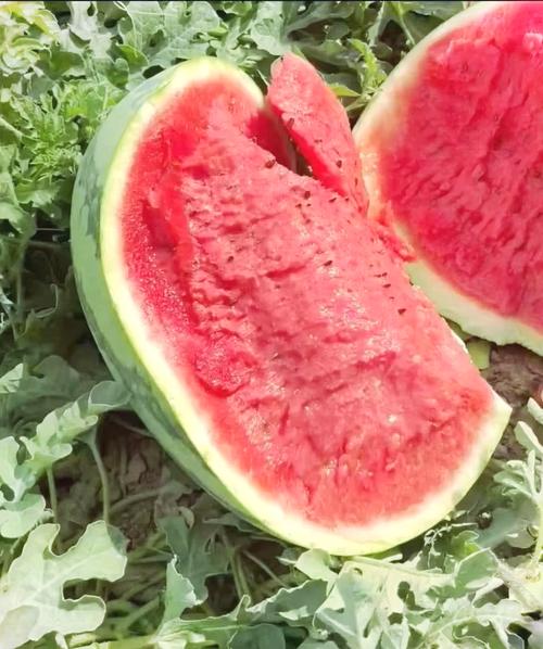 宁夏的硒砂瓜（宁夏的硒砂瓜）-硒宝网