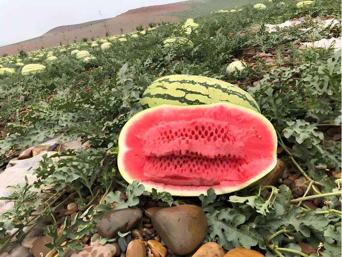 宁夏的硒砂瓜（宁夏的硒砂瓜）-硒宝网