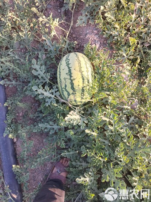 宁夏的硒砂瓜（宁夏的硒砂瓜）-硒宝网
