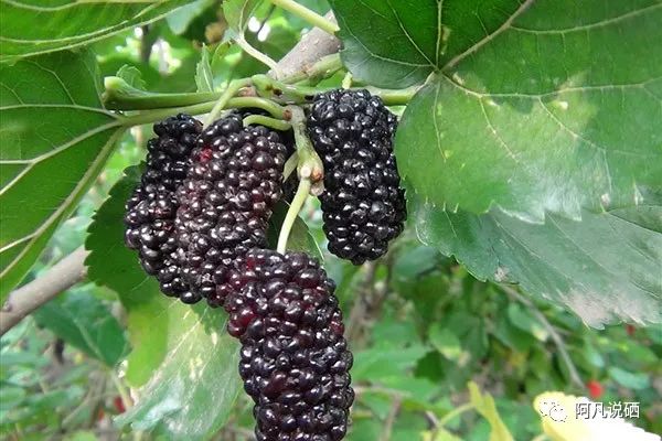 含有硒的水果（水果含硒排名一览表）-硒宝网