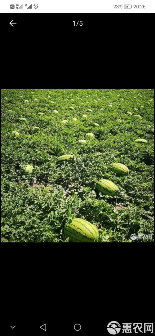 宁夏的硒砂瓜（宁夏的硒砂瓜）-硒宝网