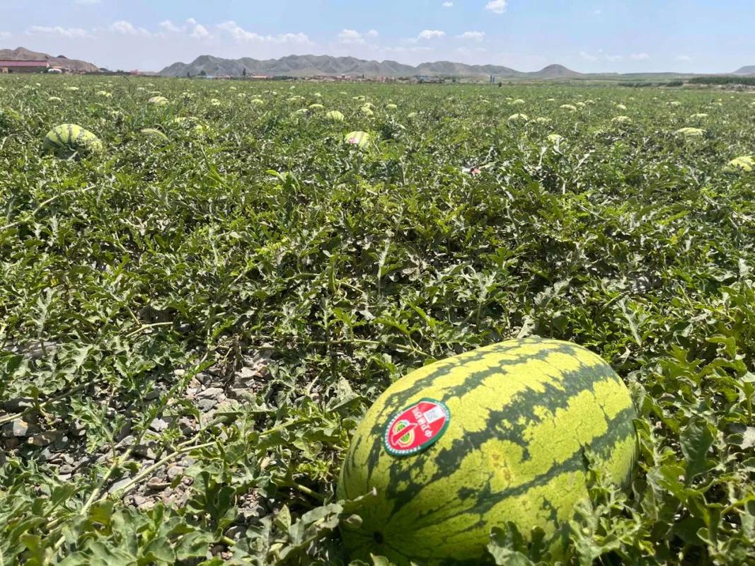 宁夏的硒砂瓜（宁夏的硒砂瓜）-硒宝网