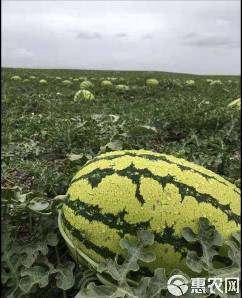 宁夏的硒砂瓜（宁夏的硒砂瓜）-硒宝网