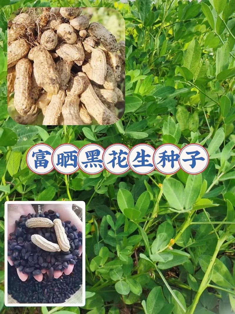 富硒黑花生的作用和功效(富硒黑花生图片)-硒宝网