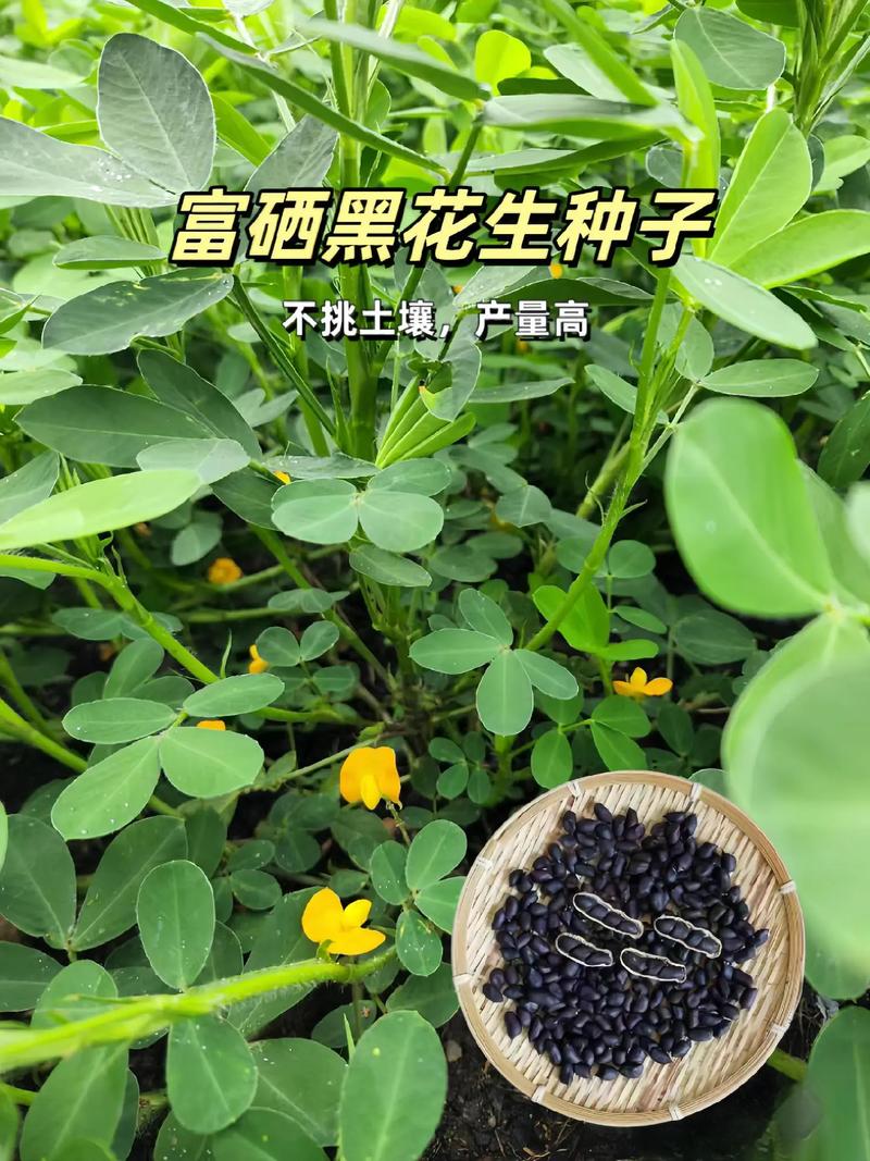 富硒黑花生的作用和功效(富硒黑花生图片)-硒宝网