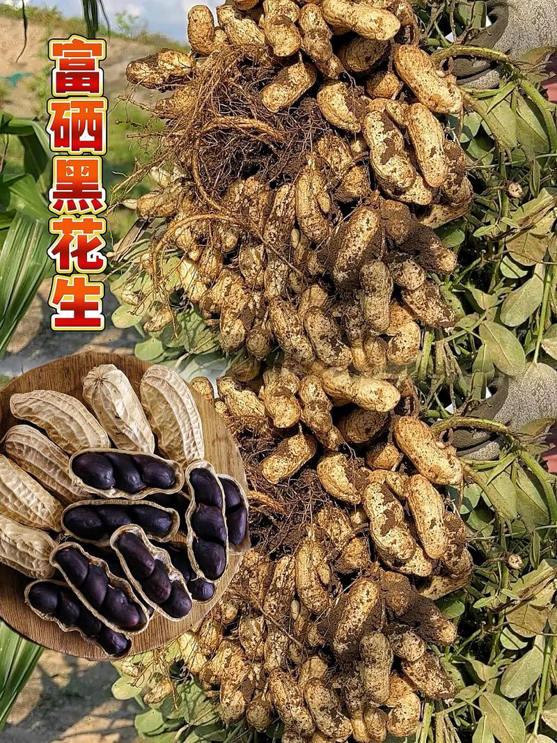 富硒黑花生的作用和功效(富硒黑花生图片)-硒宝网