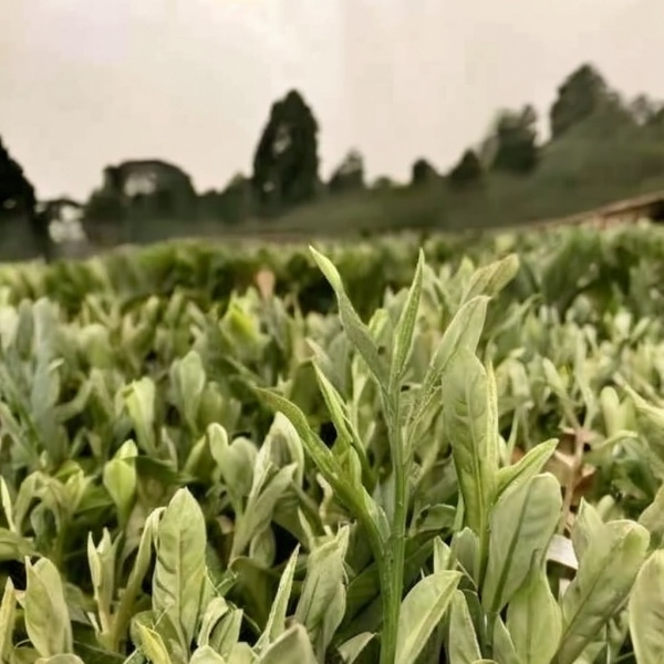 恩施的茶叶是富硒茶吗(恩施富硒茶硒含量)-硒宝网