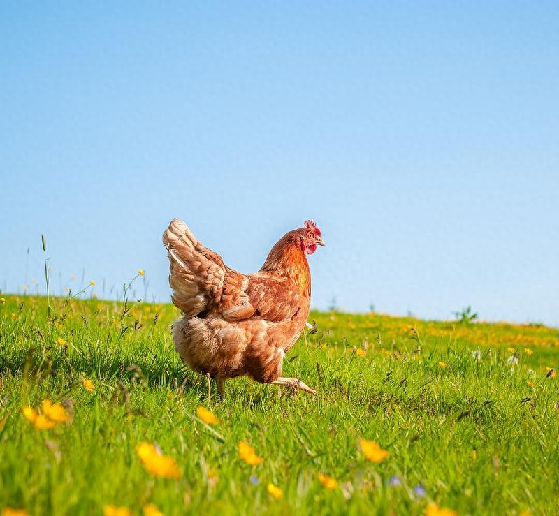 普通鸡蛋和富硒鸡蛋有什么区别(富硒鸡蛋和普通鸡蛋怎么区分)-硒宝网