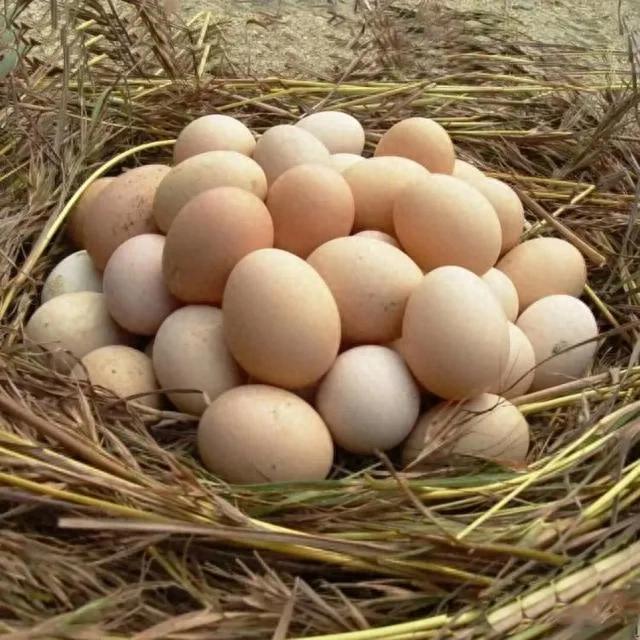 普通鸡蛋和富硒鸡蛋有什么区别(富硒鸡蛋和普通鸡蛋怎么区分)-硒宝网