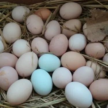 普通鸡蛋和富硒鸡蛋有什么区别(富硒鸡蛋和普通鸡蛋怎么区分)-硒宝网