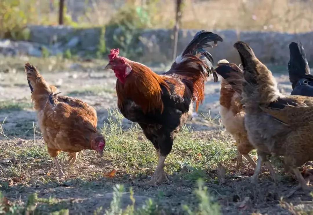 普通鸡蛋和富硒鸡蛋有什么区别(富硒鸡蛋和普通鸡蛋哪个好)-硒宝网