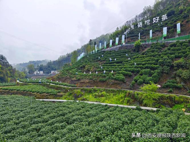 富硒茶是哪里产的（富硒茶产业国内现状）-硒宝网