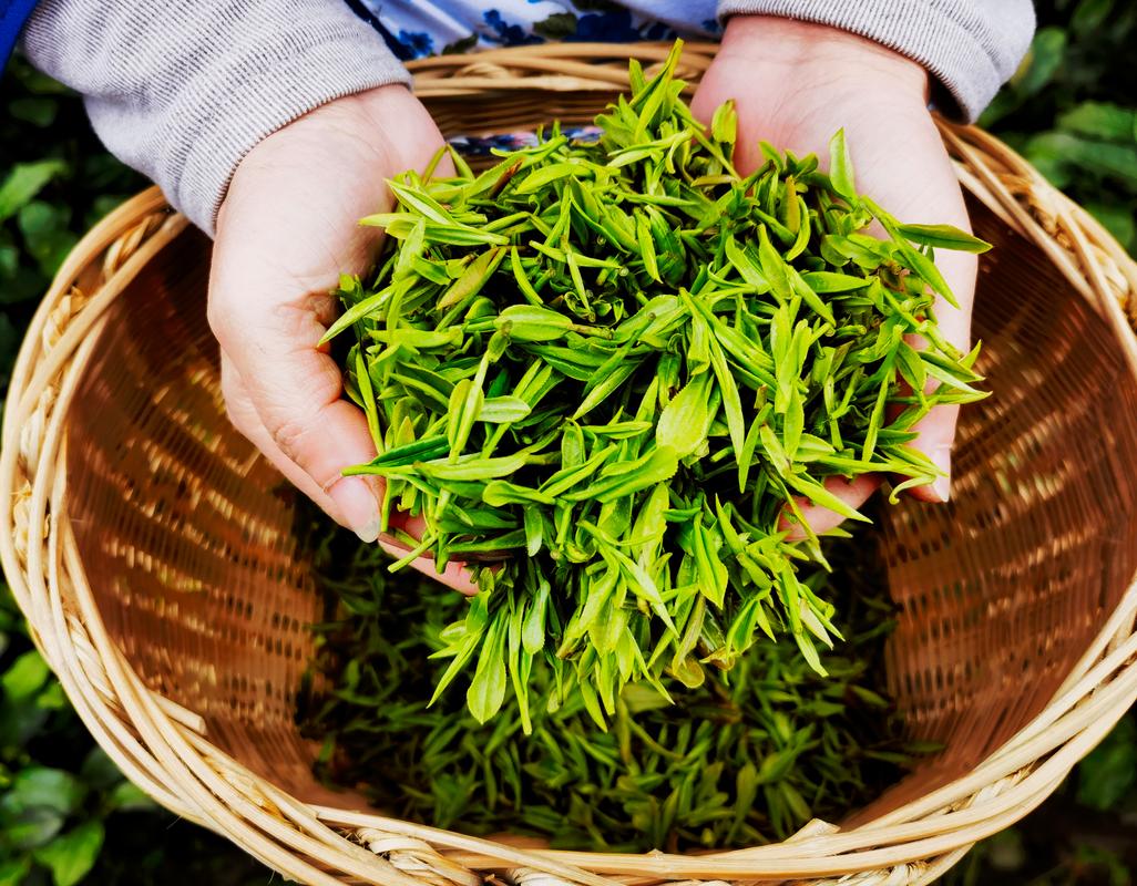 富硒茶是哪里产的（富硒茶产业国内现状）-硒宝网