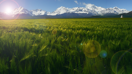 硒标法是几代（硒标法是第几代）-硒宝网