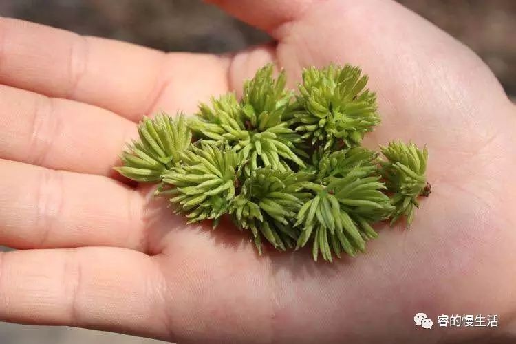 含硒的茶叶有哪几种（茶叶含硒量）-硒宝网