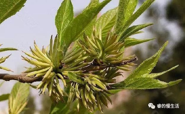 含硒的茶叶有哪几种（茶叶含硒量）-硒宝网