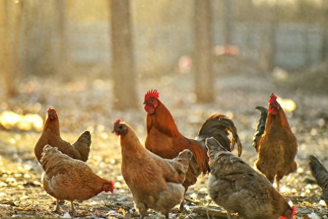 富硒鸡蛋是什么意思?。Φ案晃?硒宝网