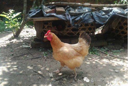 富硒土鸡蛋和普通鸡蛋的区别（富硒鸡蛋和普通鸡蛋营养价值）-硒宝网