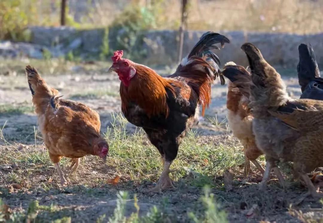 富硒蛋的蛋黄为什么好红(蛋黄含硒高还是蛋白含硒高)-硒宝网