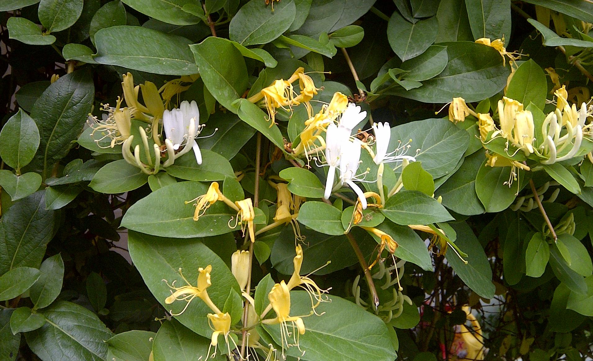 中卫硒砂瓜介绍（中卫硒砂瓜瓜王）-硒宝网