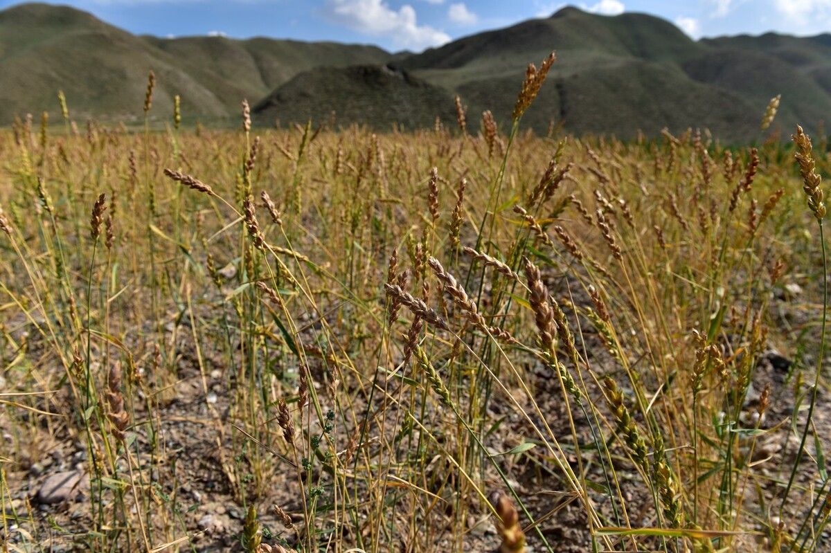 中卫硒砂瓜介绍（中卫硒砂瓜瓜王）-硒宝网