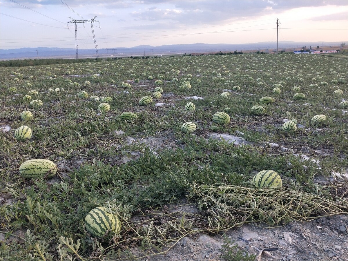 中卫硒砂瓜介绍（中卫硒砂瓜瓜王）-硒宝网