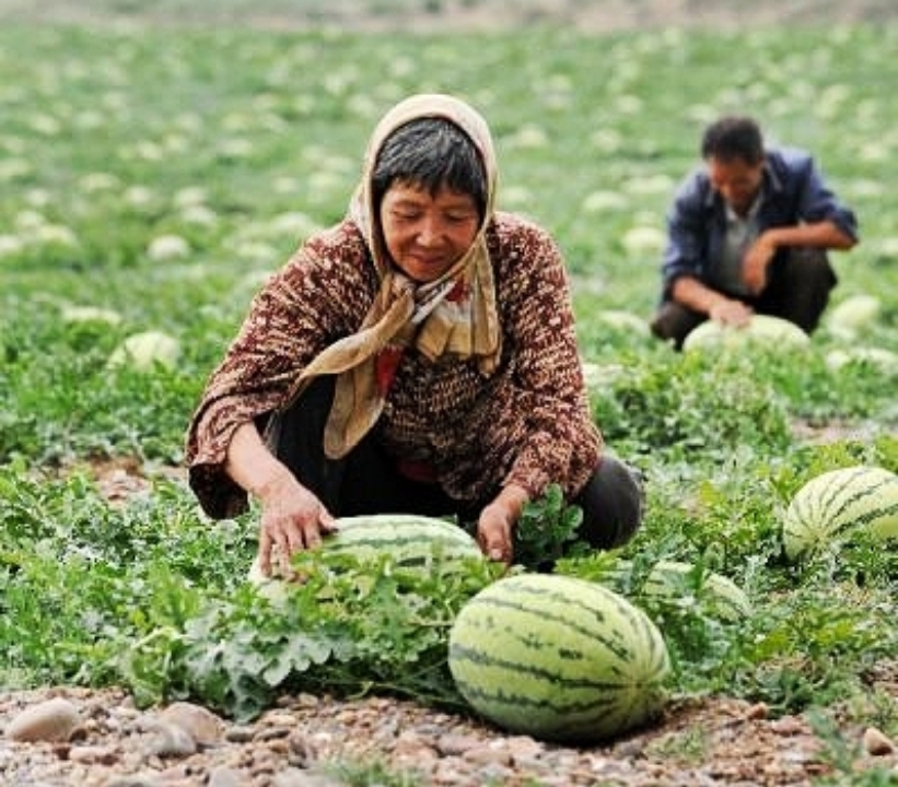 中卫硒砂瓜介绍（中卫硒砂瓜瓜王）-硒宝网