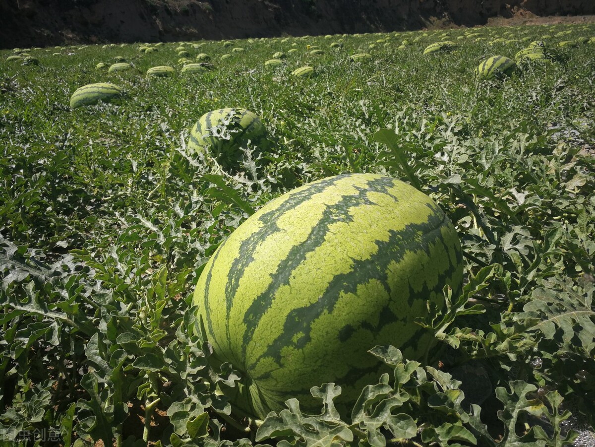 中卫硒砂瓜介绍（中卫硒砂瓜瓜王）-硒宝网