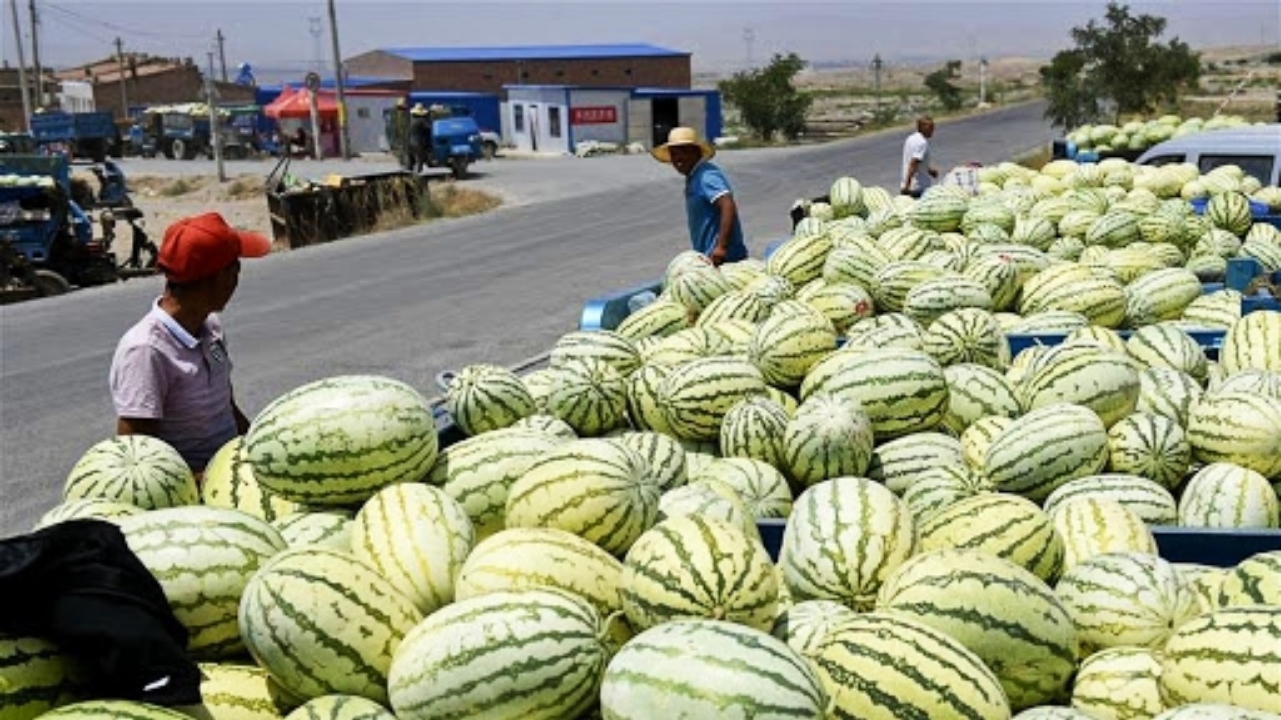 中卫硒砂瓜介绍（中卫硒砂瓜瓜王）-硒宝网