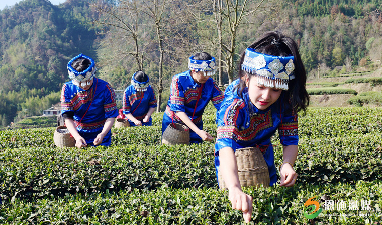 恩施玉露富硒茶的功效（恩施玉露富硒茶多少钱）-硒宝网