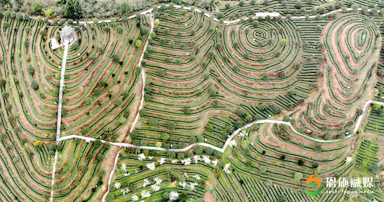 恩施玉露富硒茶的功效（恩施玉露富硒茶多少钱）-硒宝网