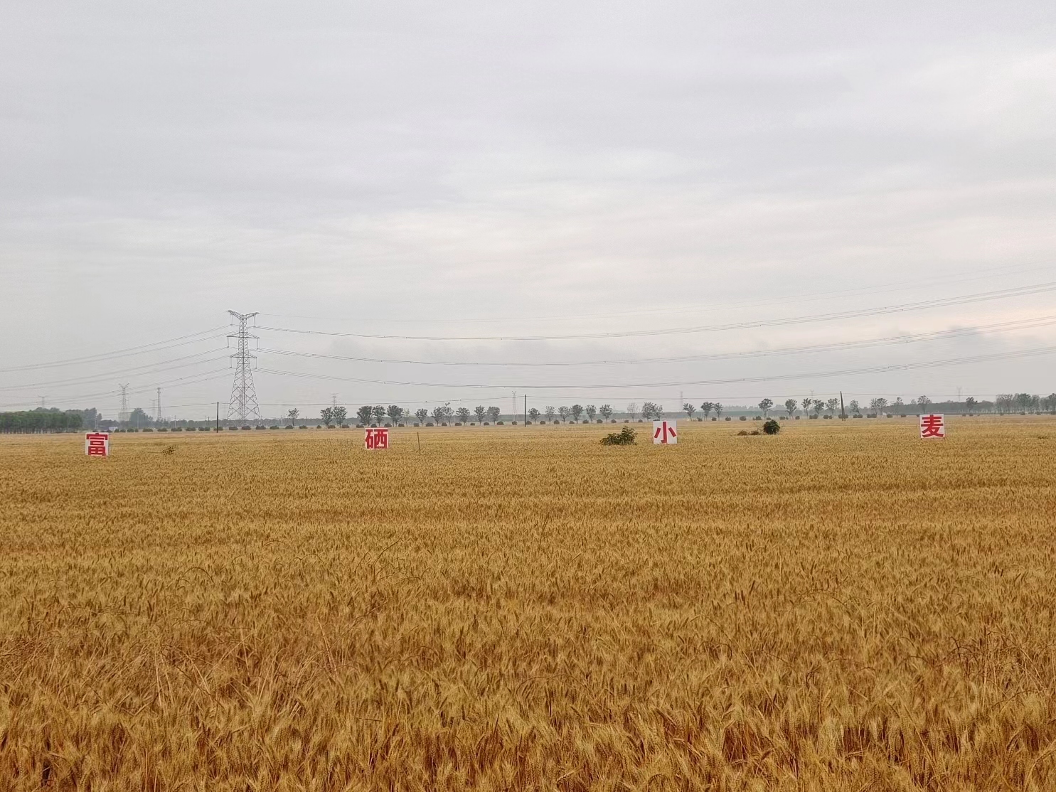 硒有什么功能(硒的十大功能是什么)-硒宝网