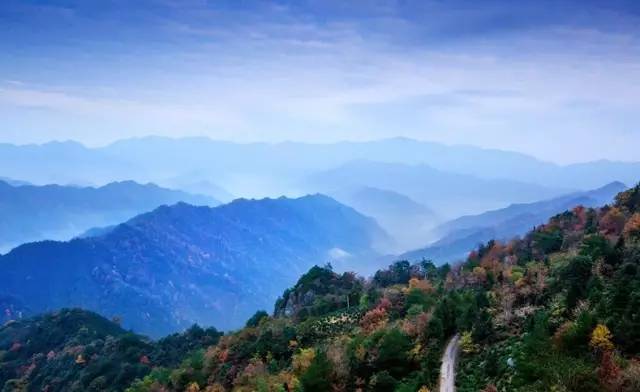 富硒第一村大山村(富硒村野山茶)-硒宝网