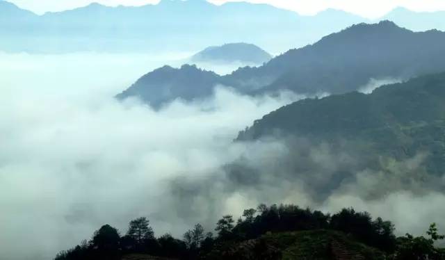 富硒第一村大山村(富硒村野山茶)-硒宝网