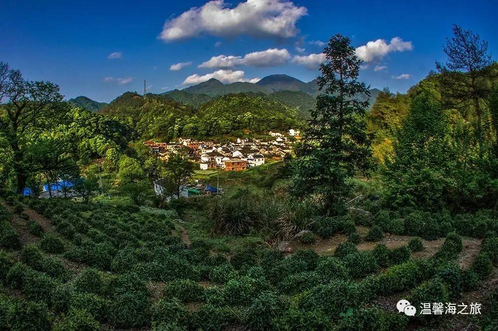 富硒第一村大山村(富硒村野山茶)-硒宝网
