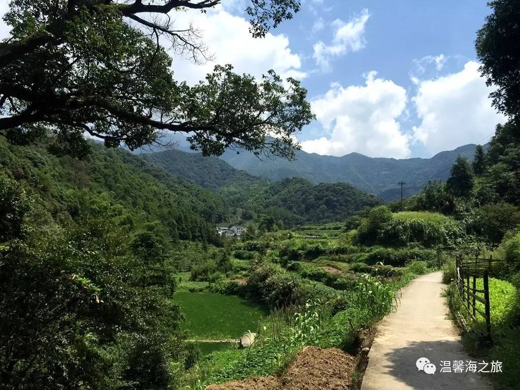 富硒第一村大山村(富硒村野山茶)-硒宝网