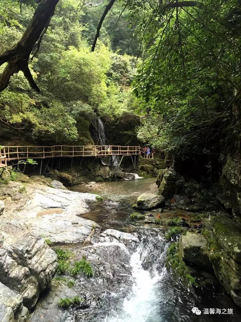 富硒第一村大山村(富硒村野山茶)-硒宝网