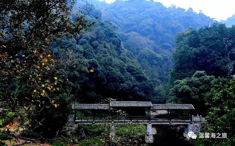富硒第一村大山村(富硒村野山茶)-硒宝网