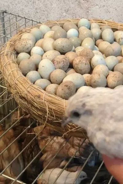 富硒鸡蛋营养价值（鸡蛋营养价值富硒多少）-硒宝网