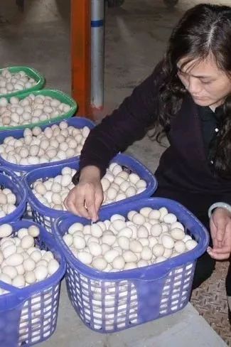 富硒鸡蛋营养价值（鸡蛋营养价值富硒多少）-硒宝网