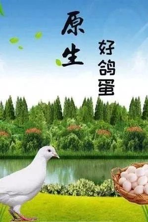 富硒鸡蛋营养价值（鸡蛋营养价值富硒多少）-硒宝网