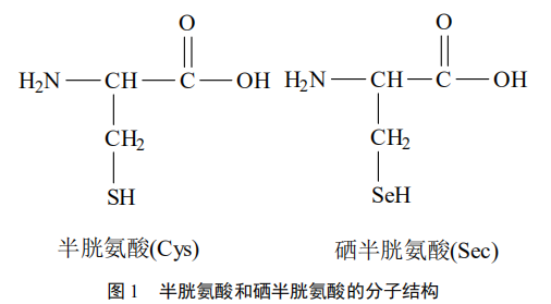 硒参与哪种酶的构成（硒与酶的关系）-硒宝网