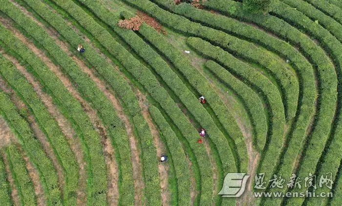 含硒第一名的茶（茶含硒元素吗）-硒宝网