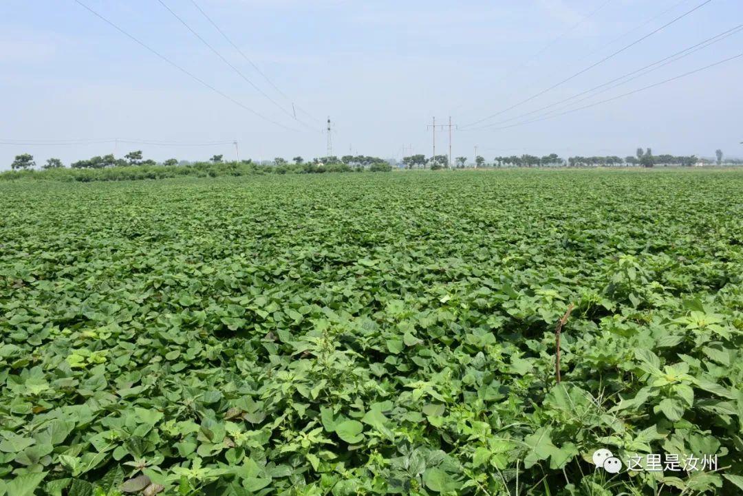 硒的五大分类（硒的五大分类）-硒宝网