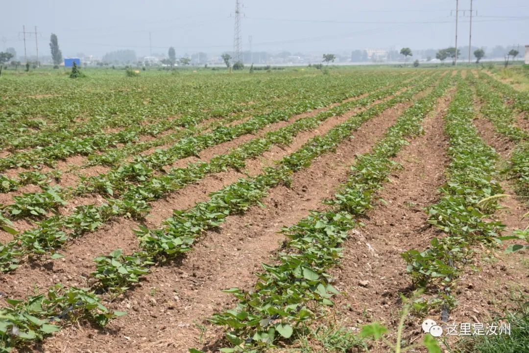 硒的五大分类（硒的五大分类）-硒宝网