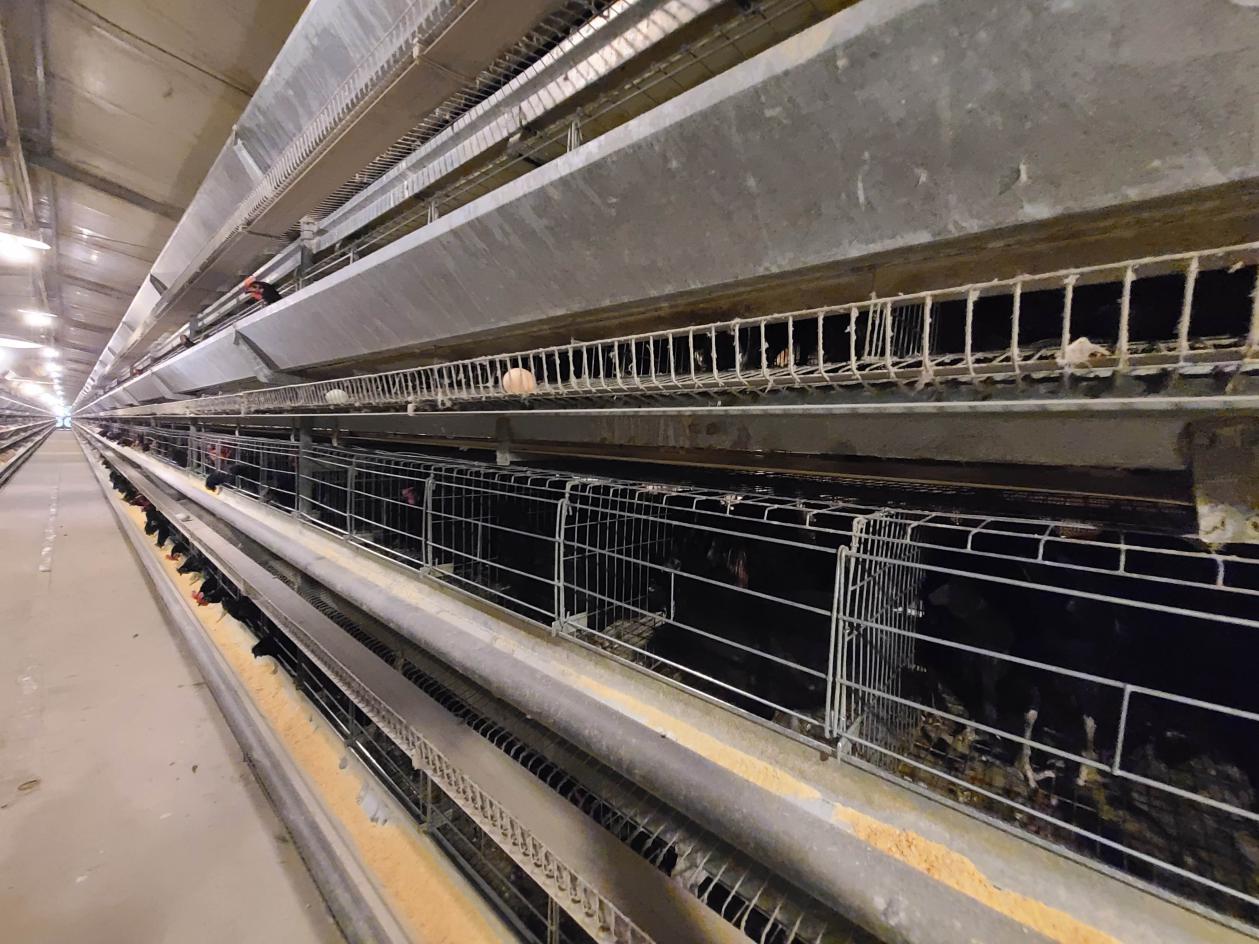 什么叫富硒蛋（富硒蛋好吃吗）-硒宝网