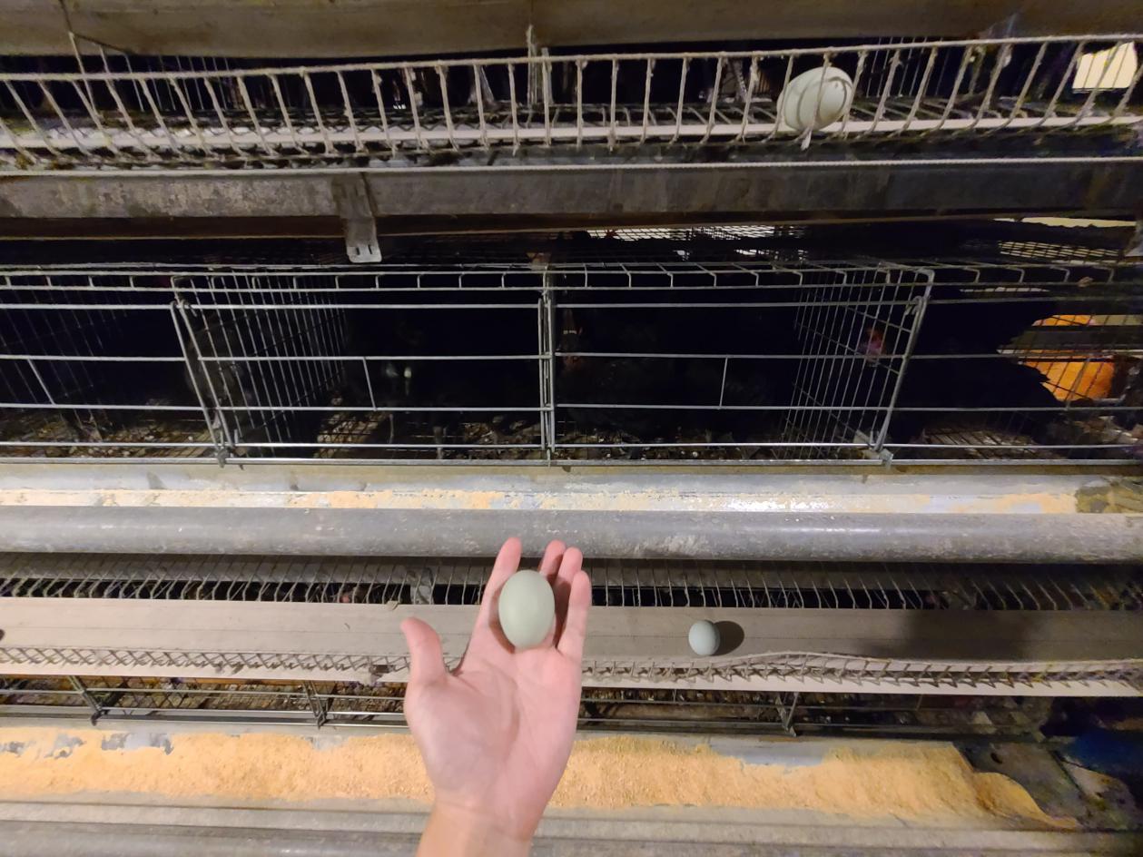 什么叫富硒蛋（富硒蛋好吃吗）-硒宝网