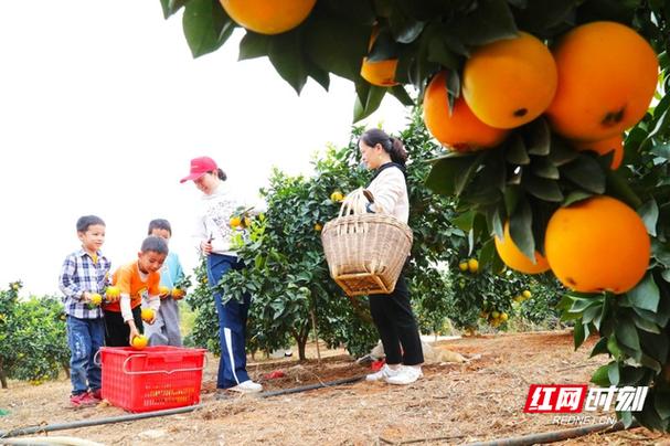 新田富硒之乡(新田富硒产品在哪个村)-硒宝网