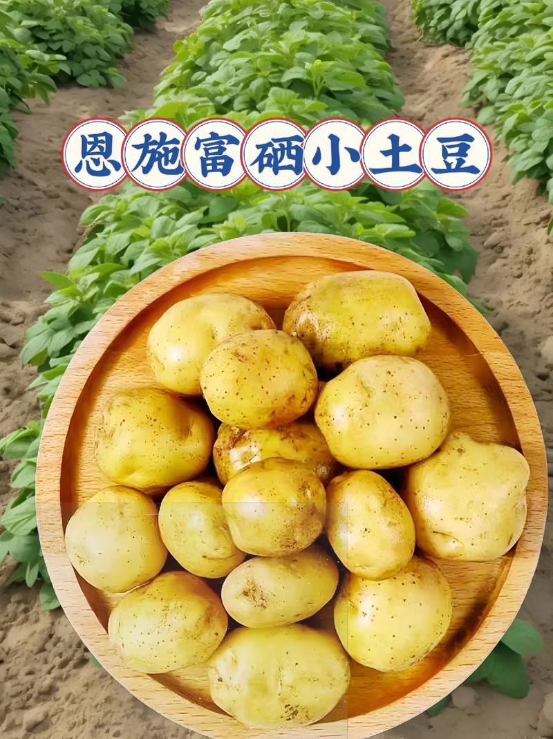 富硒土豆价格（富硒土豆多少钱一斤）-硒宝网